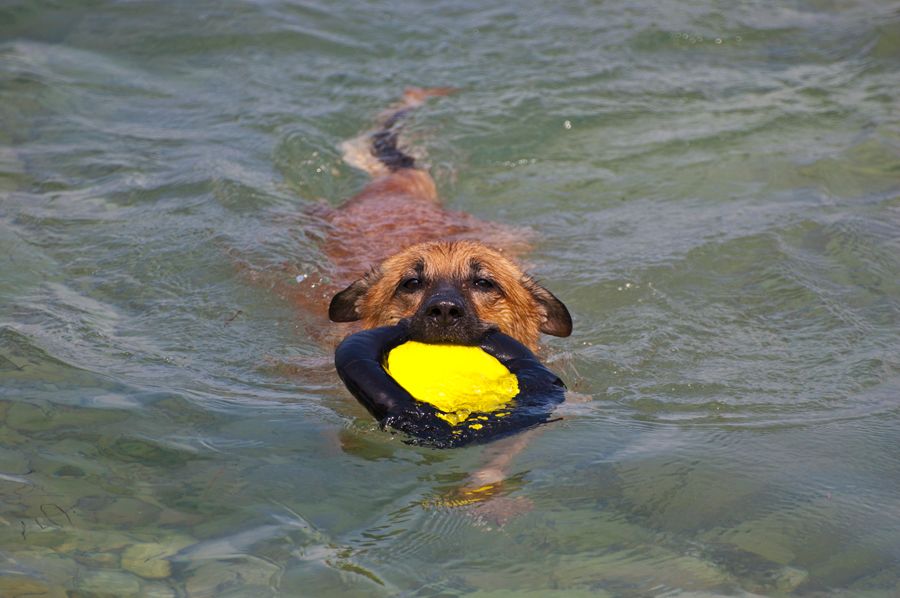 Wir verraten euch die hundefreundlichsten Strände Kroatiens. 