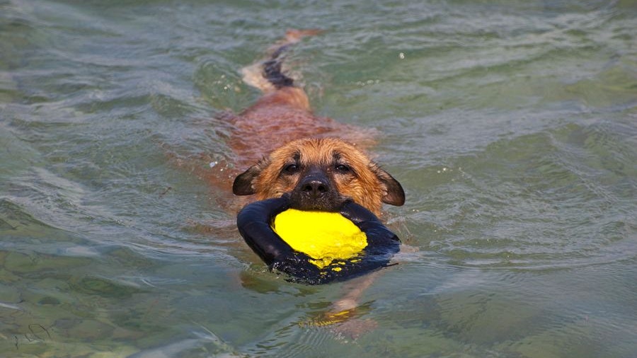 Heute.at - Das sind die hundefreundlichsten Strände Kroatiens
