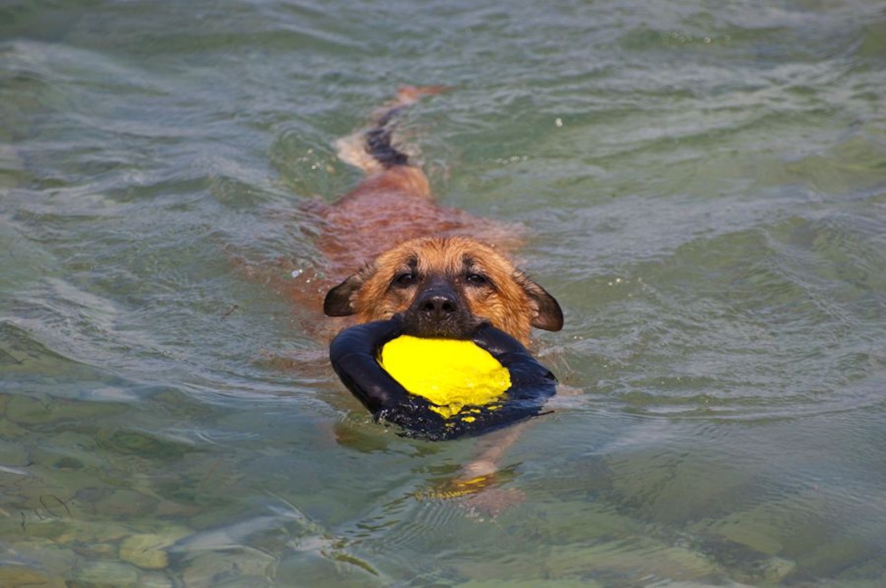 Heute.at - Das sind die hundefreundlichsten Strände Kroatiens
