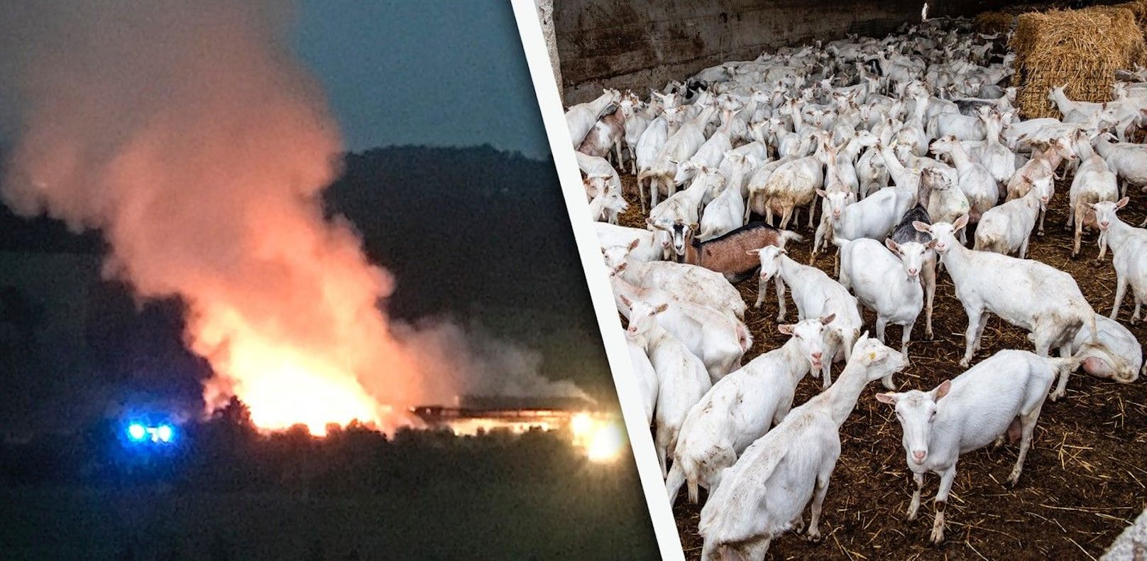 Dutzende Ziegen bei Großbrand auf Bauernhof gerettet