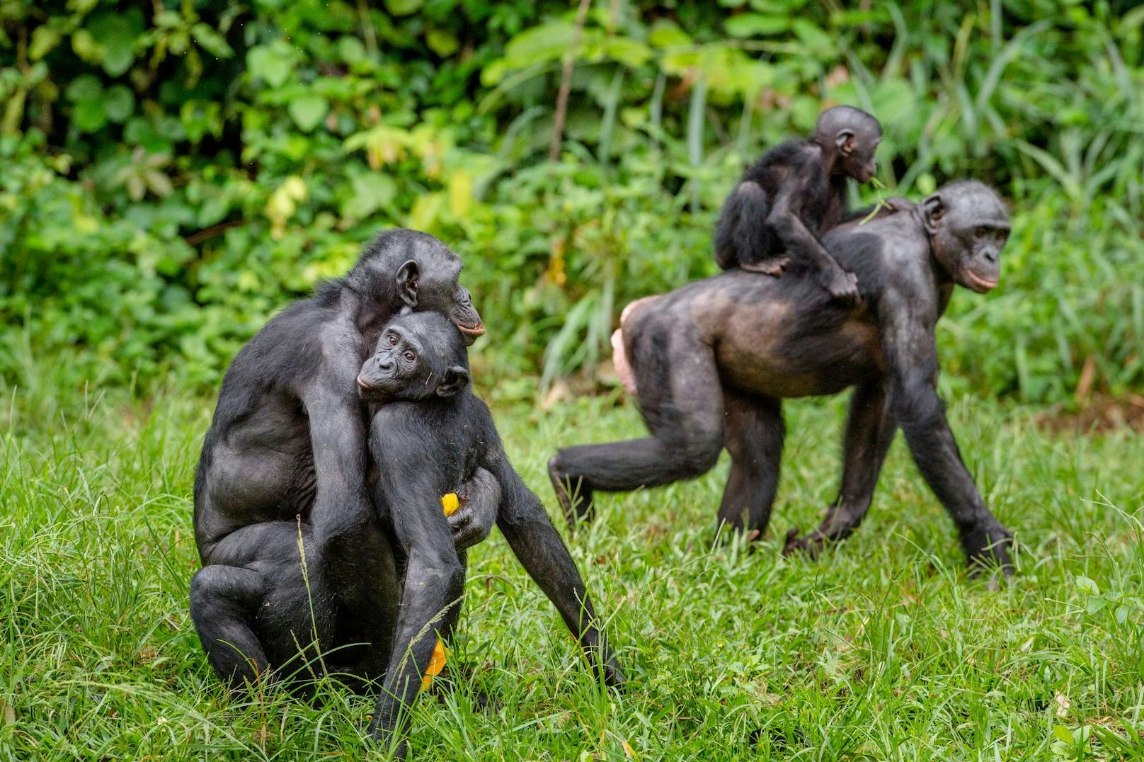 Auf <strong>Platz 1</strong> sind die <strong>Bonobos</strong> (Zwergschimpansen). Am Liebsten in der Missionarsstellung und alle eineinhalb Stunden geben sich die Primaten der "Romantik" hin.  