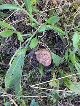 Gemeinde warnt vor Giftlödern