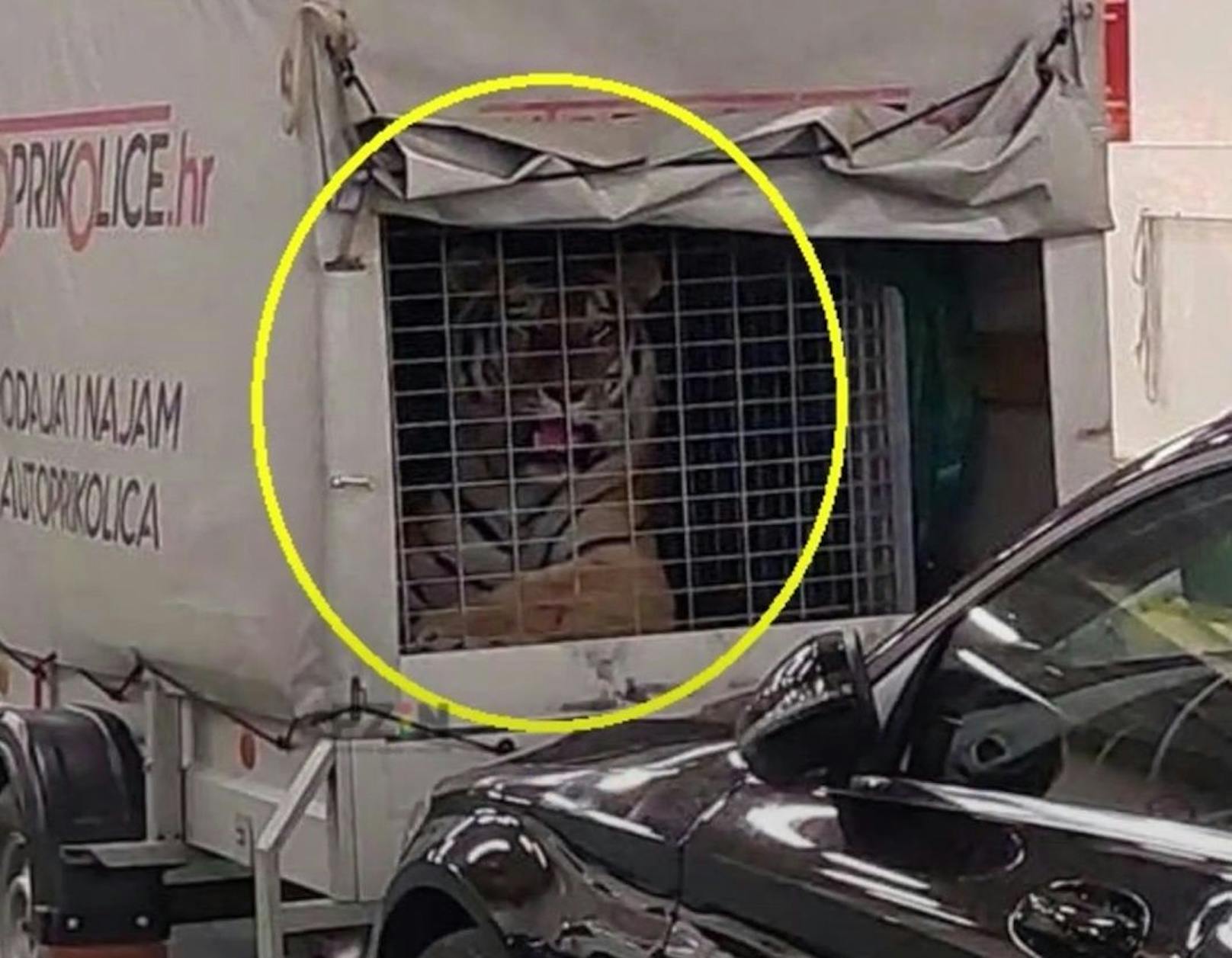 "Wussten nichts": Tiger auf Kroatien-Fähre geschmuggelt