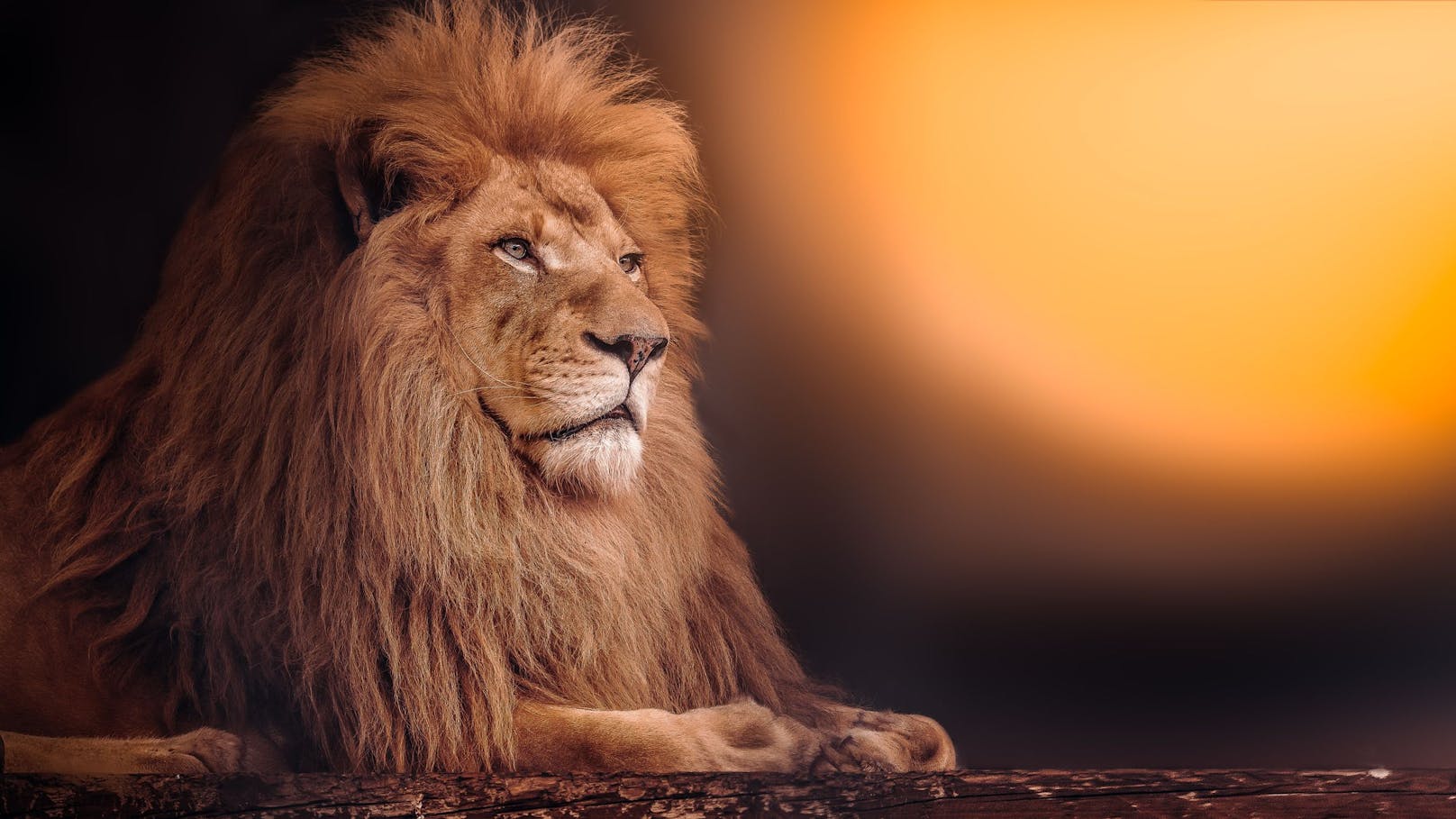 Nicht nur der König der Tiere, sondern auch ein König für die Ladies. 20 bis 30 mal täglich, paart sich ein <strong>Löwenpärchen</strong> über einen Zeitraum von rund einer Woche. Respekt. .  