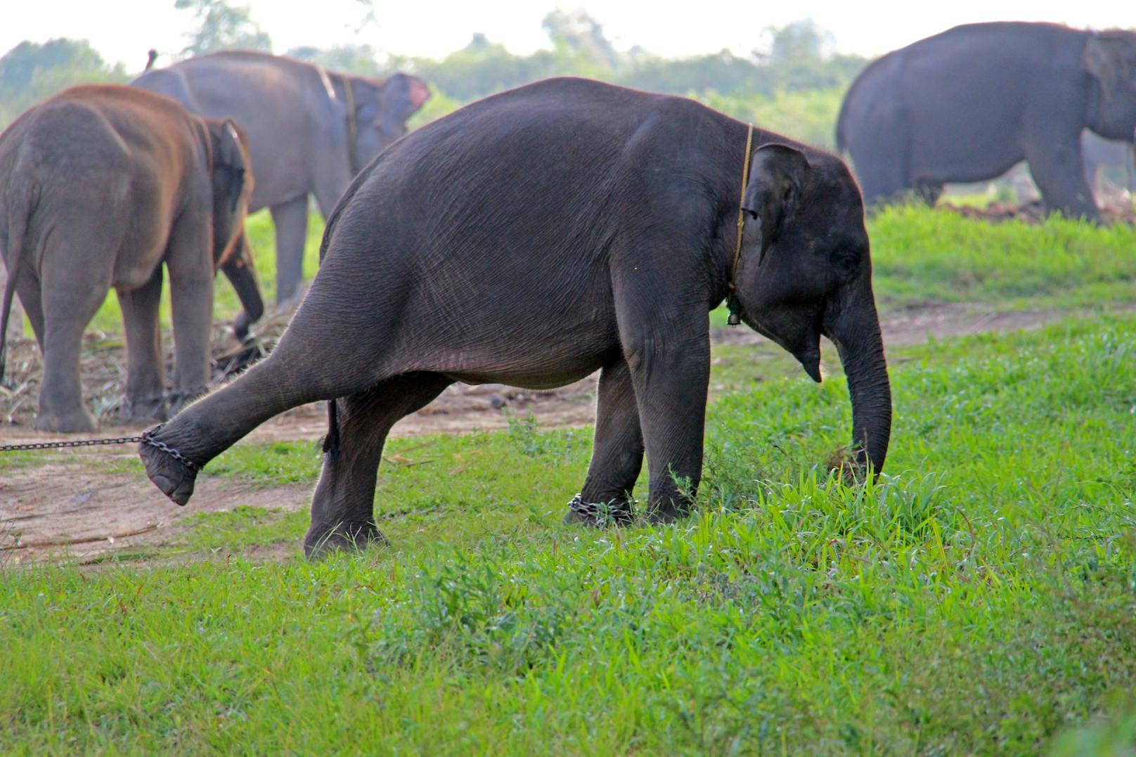 Wie so oft, ist auch diese Elefantenart durch das Elfenbein bei Wilderern heiß begehrt. 