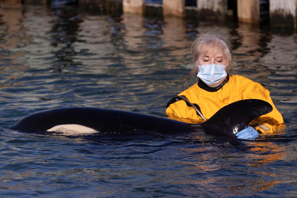 Der kleine Schwertwal war am Sonntag im flachen Gewässer entdeckt worden. 