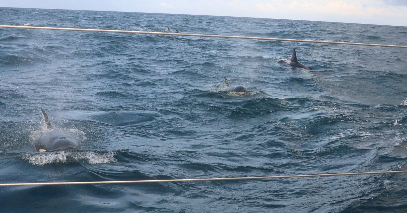 Wissenschaftler können nur mutmaßen weshalb Orcas immer wieder Boote angreifen. Man geht davon aus, dass sie ihr Revier verteidigen. 