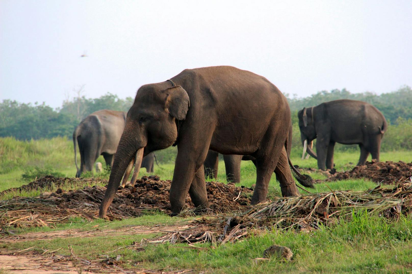 Um Konflikte mit der ländlichen Bevölkerung Sumatras zu vermeiden, sind viele von ihnen teil menschengeführter "Elefanten-Patrouillen". <br>