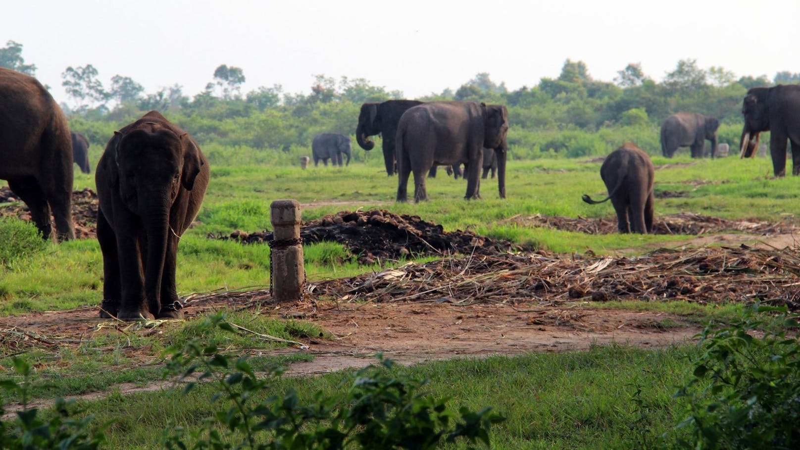 Sumatra-Elefanten sind akut vom Aussterben bedroht. Es gibt nur noch wenige wildlebende Exemplare. 