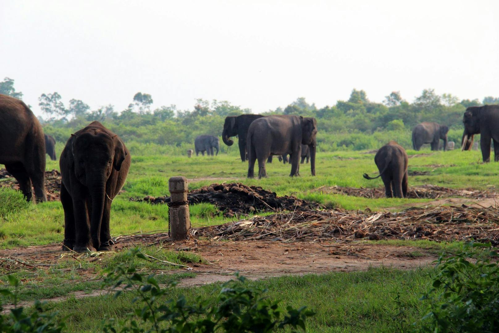 Sumatra-Elefanten sind akut vom Aussterben bedroht. Es gibt nur noch wenige wildlebende Exemplare. 
