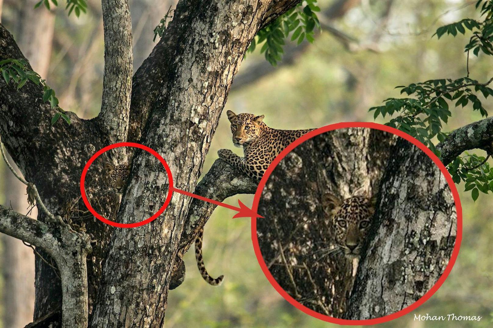 Tatsächlich. Hier sieht man das Leoparden-Junges ganz deutlich. 