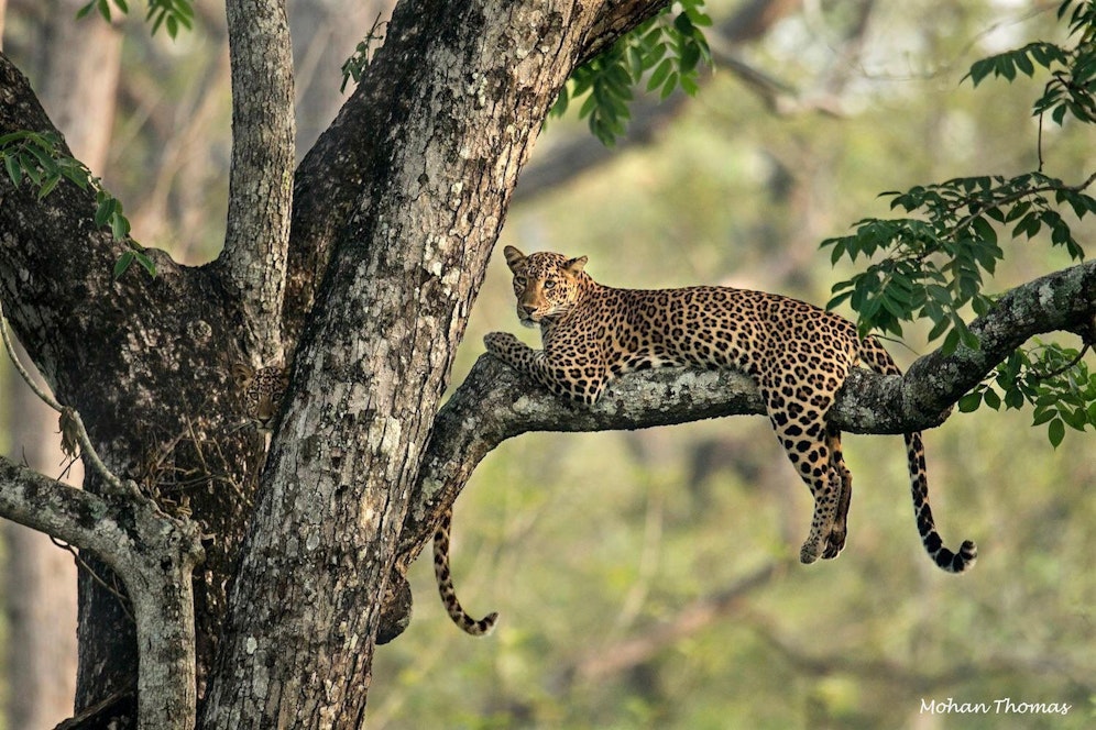 Zwei Leoparden? Ich seh' nur einen... und ein Schwafferl. 