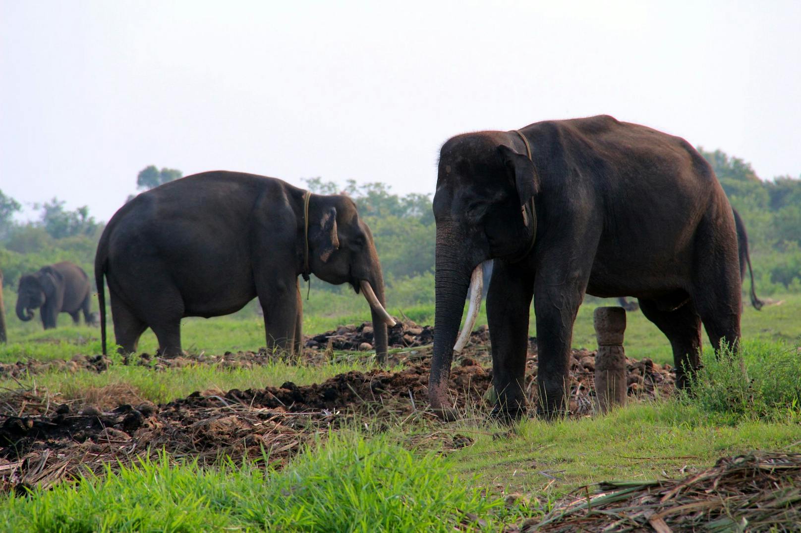 Sie zählen mit einer Schulterhöhe von zwei bis dreieinhalb Metern zu den kleinsten Elefanten. 