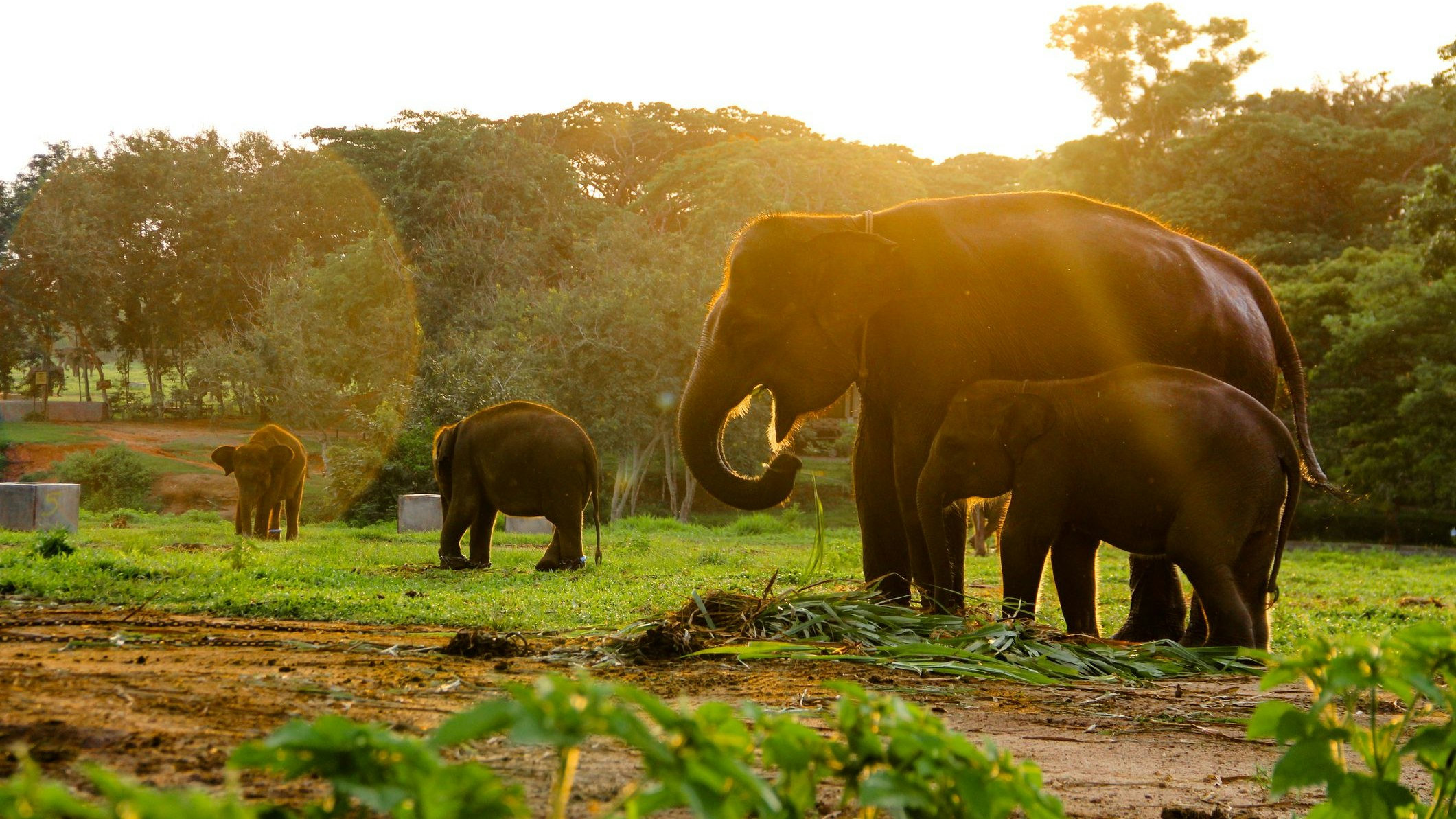 Sumatra Elephant in conservation centre, Indonesia