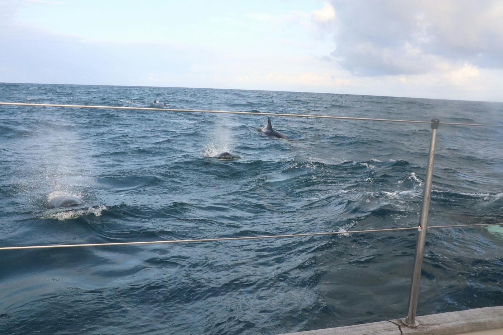 Immer wieder rammten die fünf Tonnen schweren Orcas das Boot. <br>