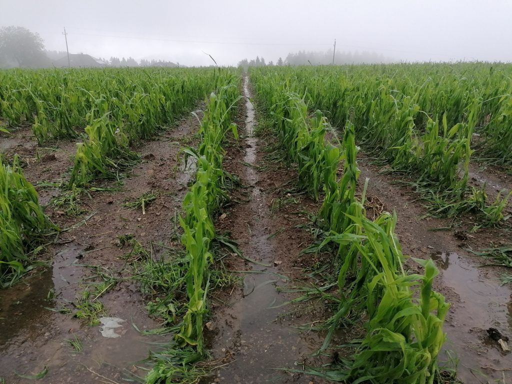 In Oberneukirchen in OÖ wurde dieses Maisfeld am Mittwochabend völlig zerstört.
