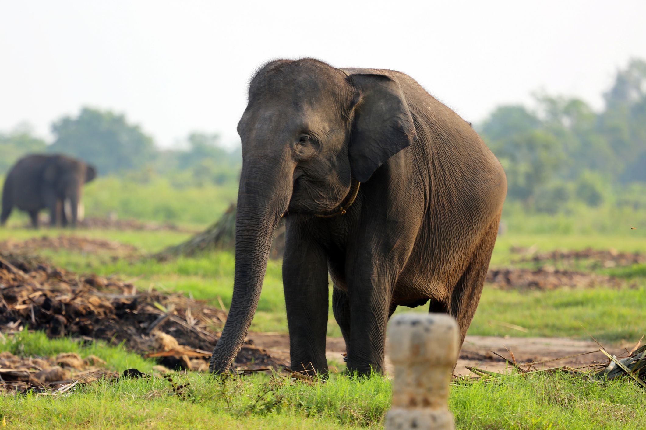 An elephant grazes in a field at Way Kambas National Park in southern Sumatra.
