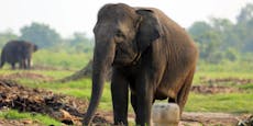 Elefant tötet Frau und zertrampelt Leiche bei Beerdigung