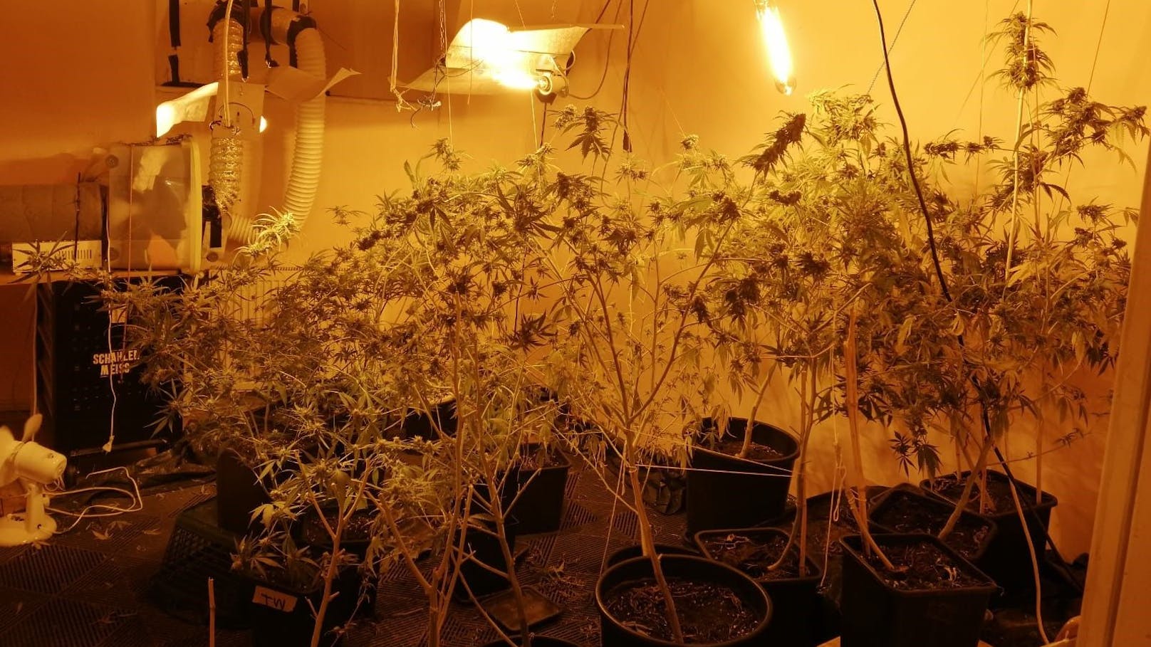 Alle Cannabis-Pflanzen seien zum Eigenbedarf, so der Verdächtige