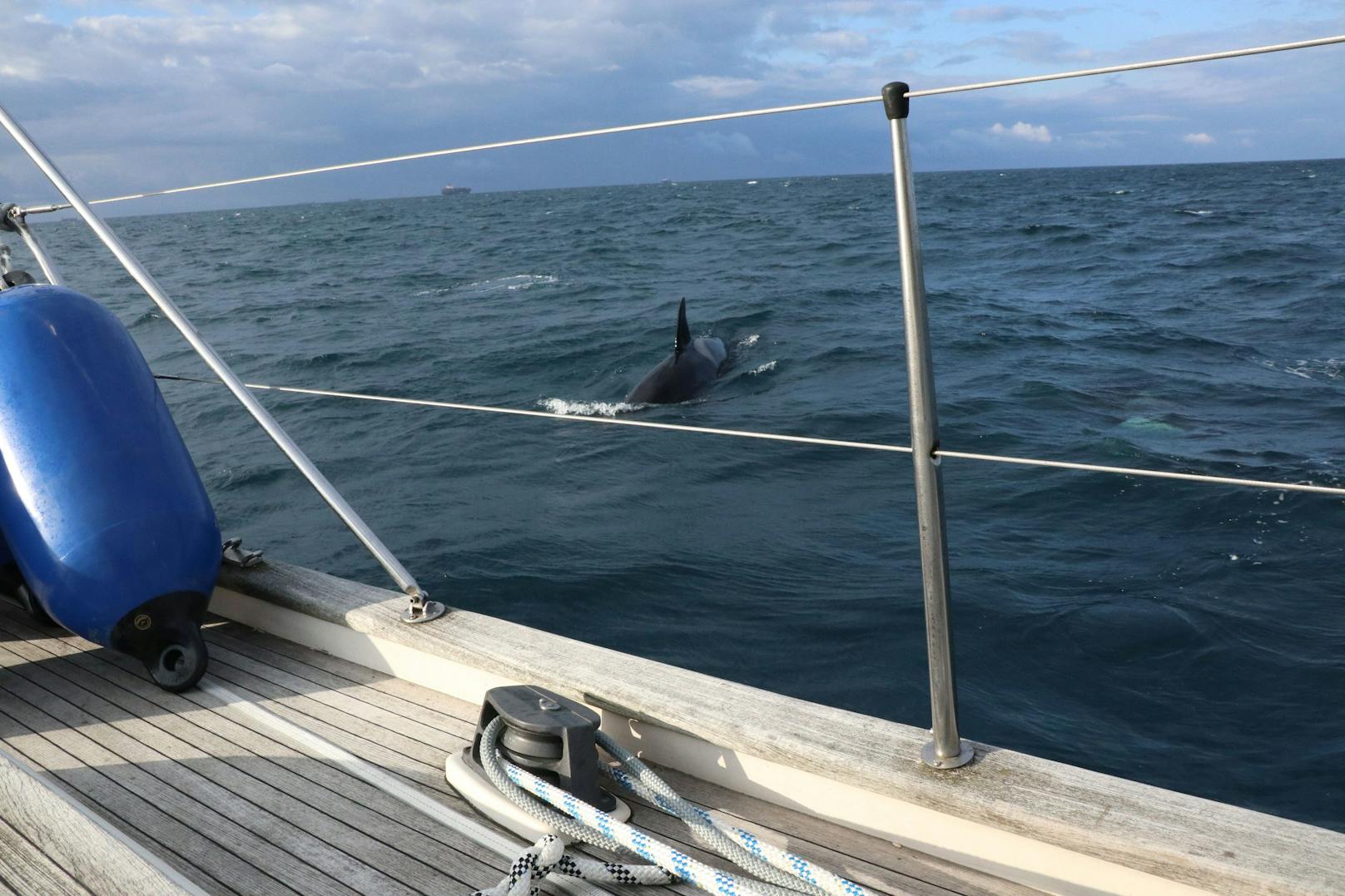 30 Orcas attackierten eine Segelyacht in der Straße von Gibraltar. 