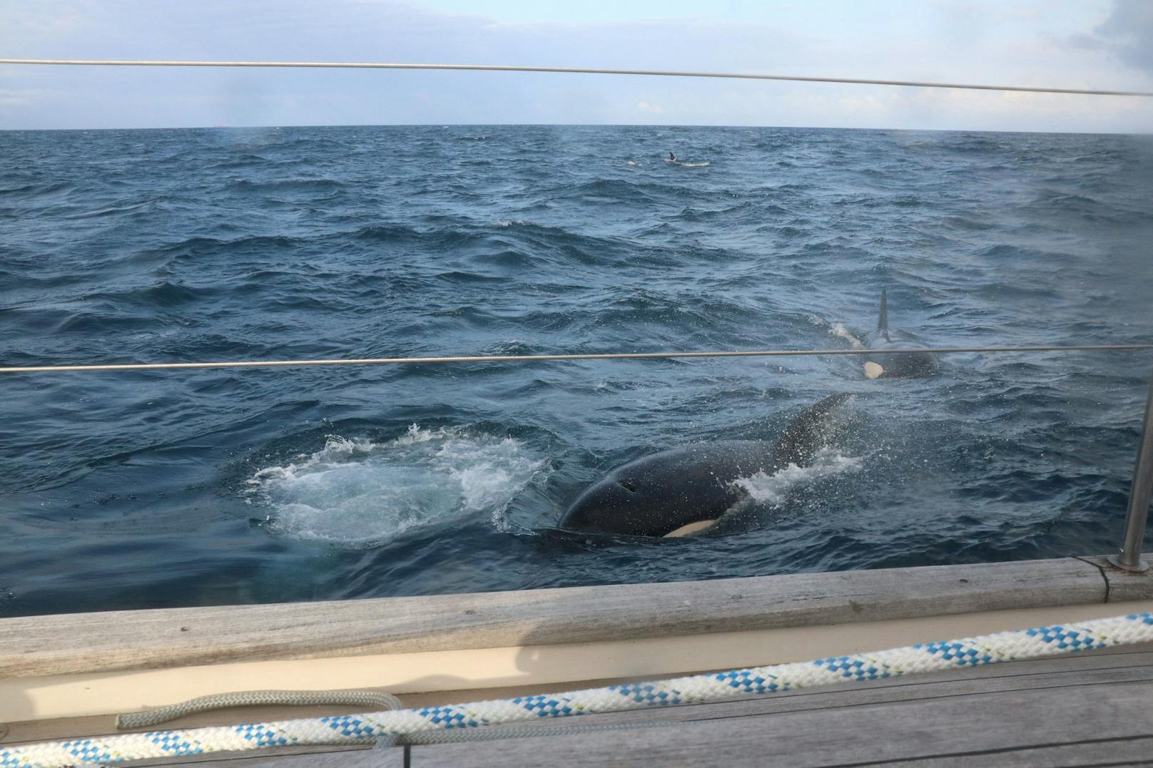 Zum Glück ist die Segelyacht nicht gesunken, sonst wären die Insassen in einem kleinen Rettungsboot umgeben von 30 Killerwalen gewesen. 