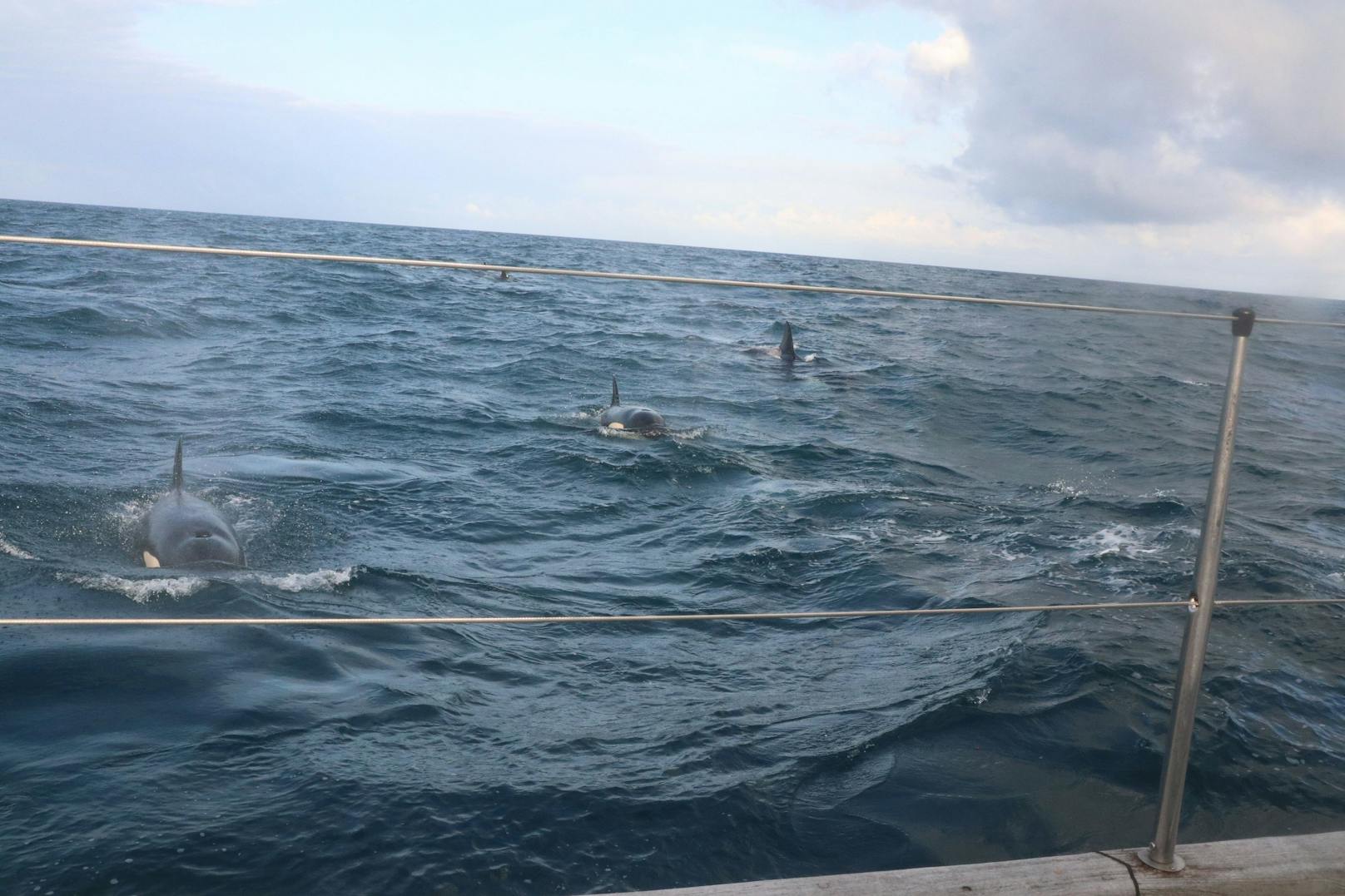 30 Killerwale attackierten stundenlang Segelyacht