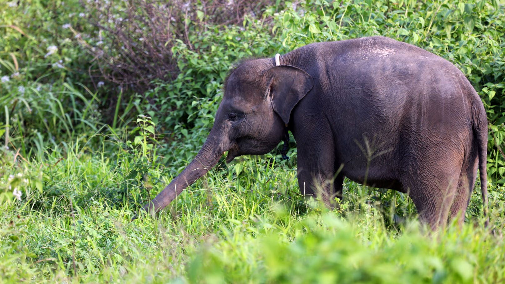 Der Sumatra-Elefant ist eine Unterart des asiatischen Elefanten. 