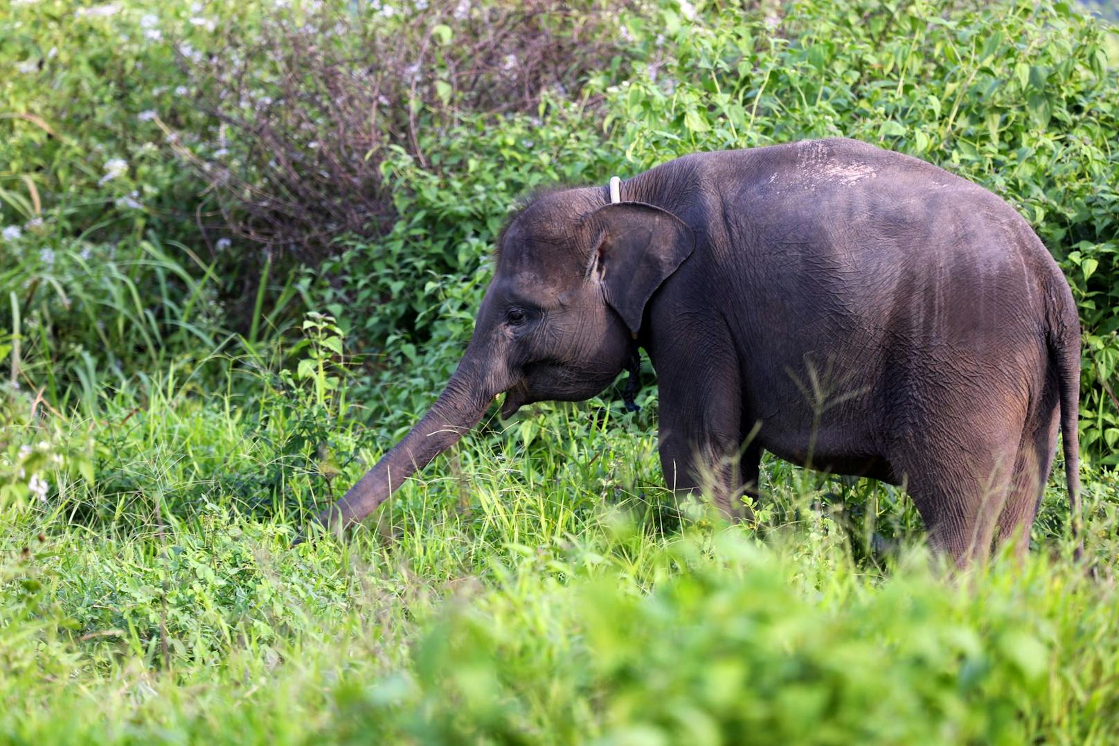 Der Sumatra-Elefant ist eine Unterart des asiatischen Elefanten. 