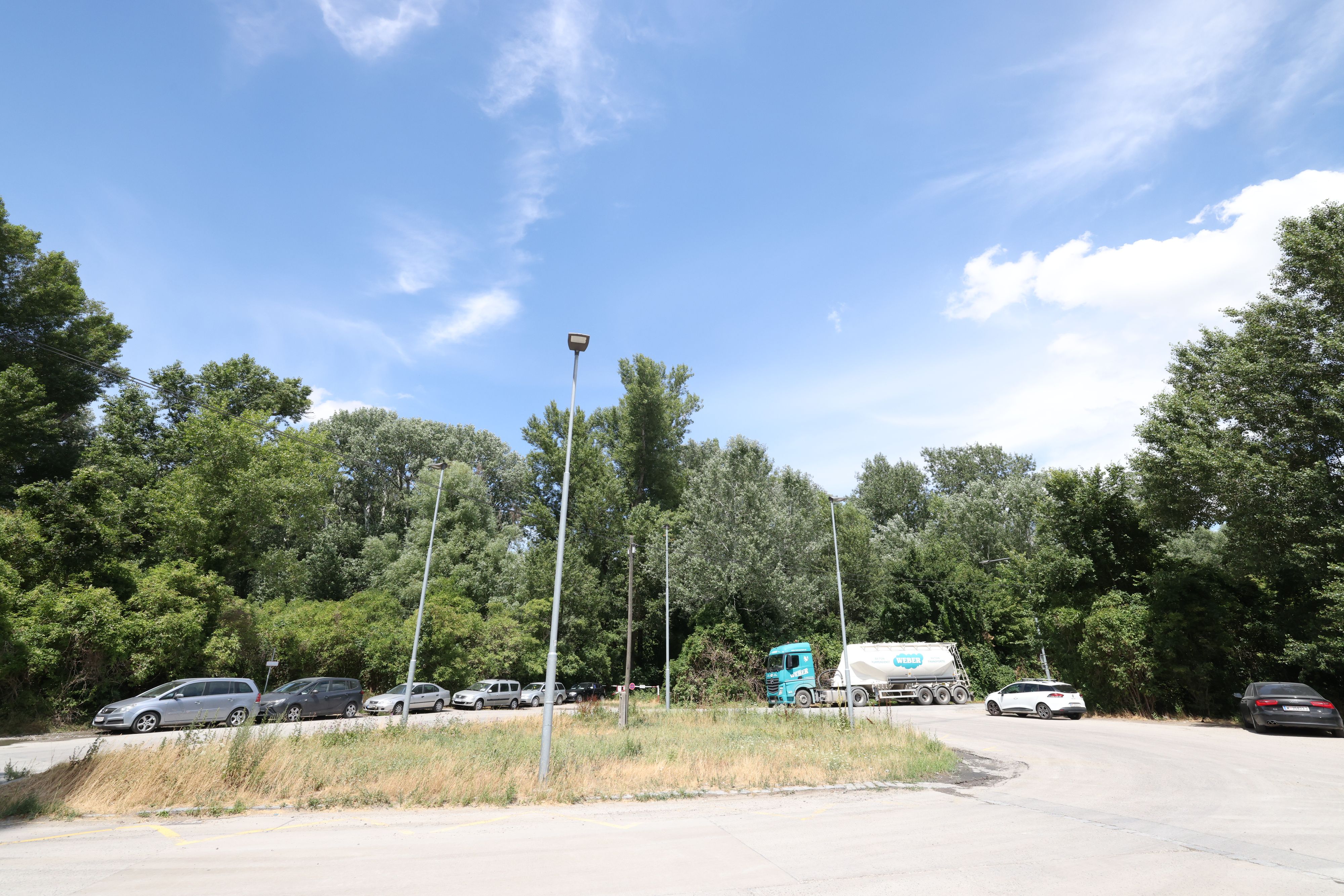 Im Alberner Hafen werden hunderte Bäume gerodet.