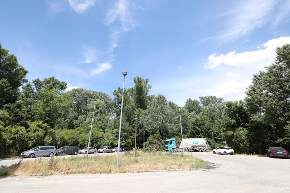 Im Alberner Hafen werden hunderte Bäume gerodet.