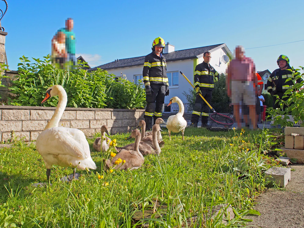 Die Feuerwehr fing die Tiere behutsam ein.      