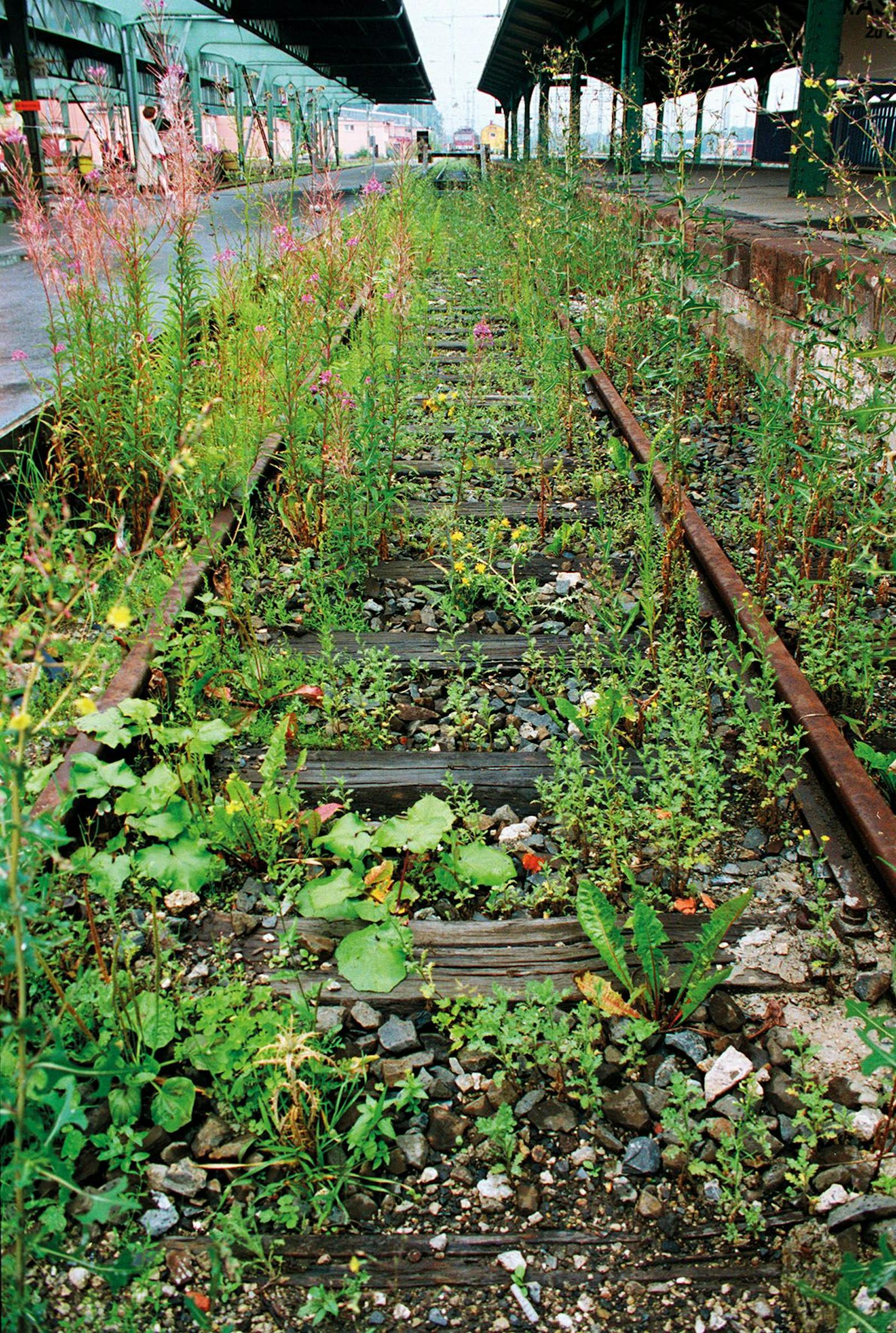 Lois Weinberger, Das über Pflanzen ist eins mit ihnen, documenta X Kassel, 1997