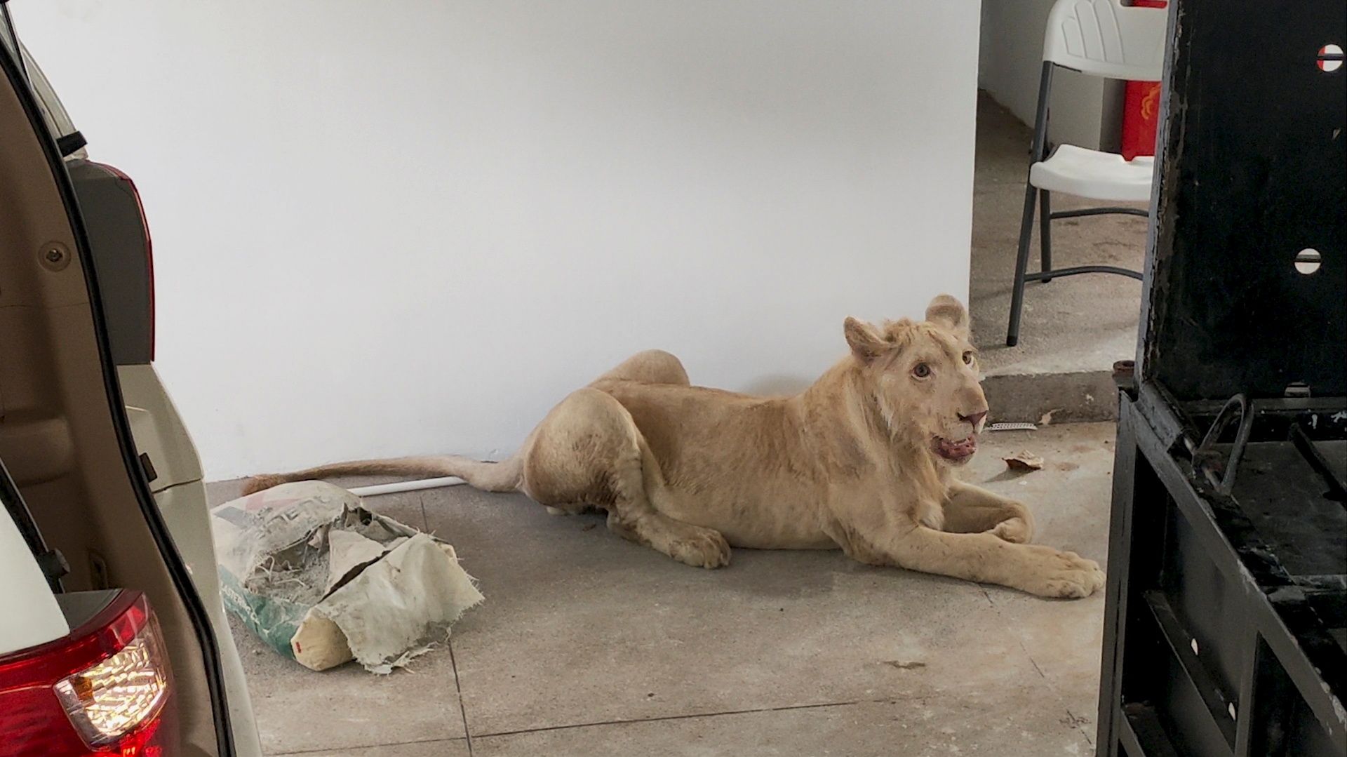 A pet lion is seen after being seized by Cambodian authorities from a Chinese man's home in Cambodia, after appearing on a TikTok video, in this undated handout picture released on June 28, 2021. Wildlife Alliance via REUTERS  THIS IMAGE HAS BEEN SUPPLIED BY A THIRD PARTY. NO RESALES. NO ARCHIVES.