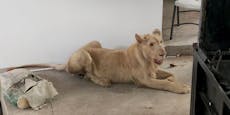 Nach TikTok-Videos: (Haus-)Löwe beschlagnahmt