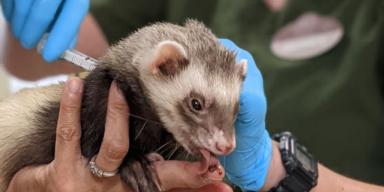 Ein Frettchen wird im Zoo von Oakland gegen Corona geimpft.