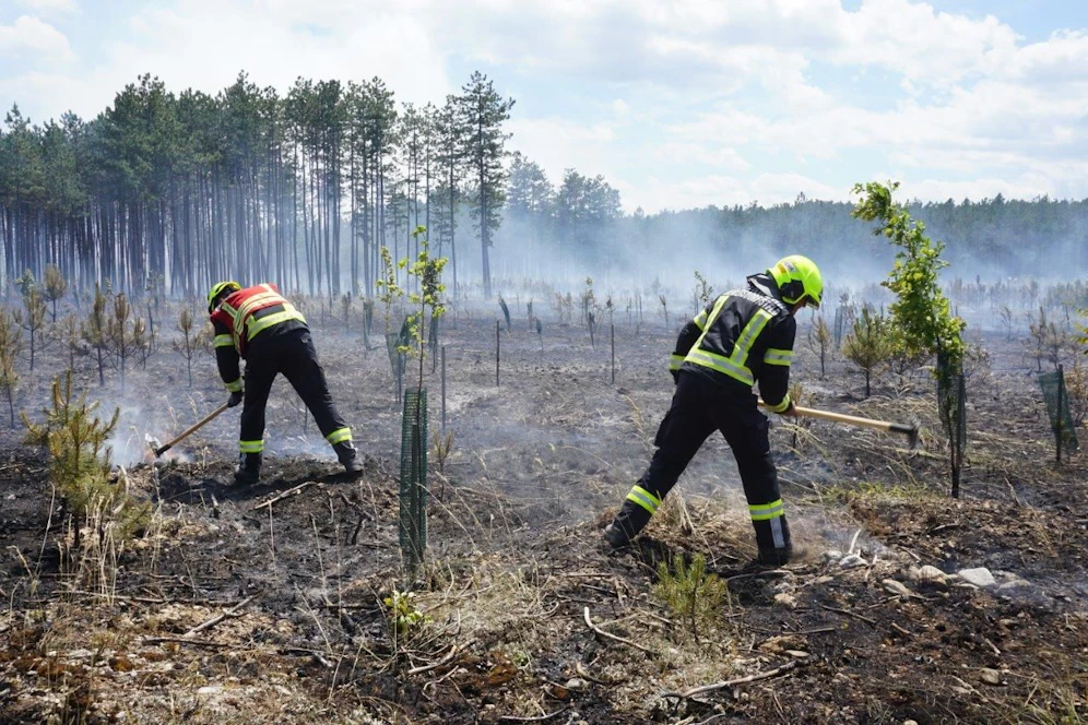 Waldbrand im Föhrenwald im Bezirk Neunkirchen