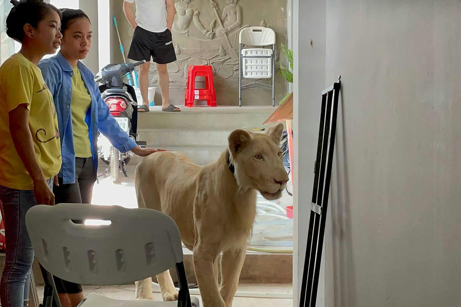 Aufmerksam wurden die Behörden auf den seltenen Löwen, weil sein Besitzer, ein chinesischer Staatsbürger, Videos von dem Tier auf TikTok gepostet hatte.&nbsp;