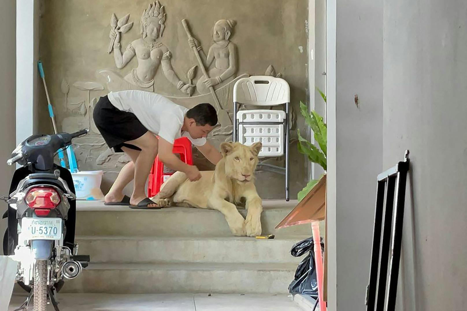 Die Aufnahmen des Löwen in der Einfahrt - nur wenige Meter neben einem Hund - und als Jungtier, während es mit einem Gartenschlauch abgespritzt wird, gingen viral.