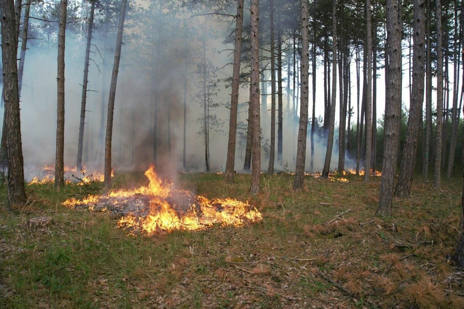 Waldbrand im Föhrenwald, Bezirk Neunkirchen (NÖ)