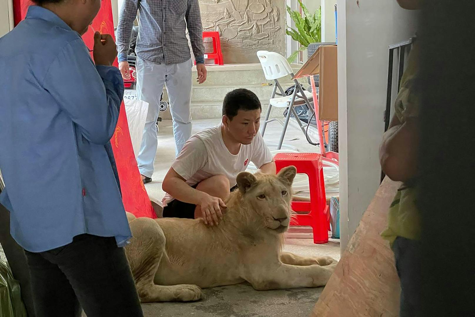 Dieser 18 Monate alte Löwe wurde schon als Jungtier nach Kambodscha geschmuggelt. Ihm waren die Eckzähne und Krallen entfernt worden.