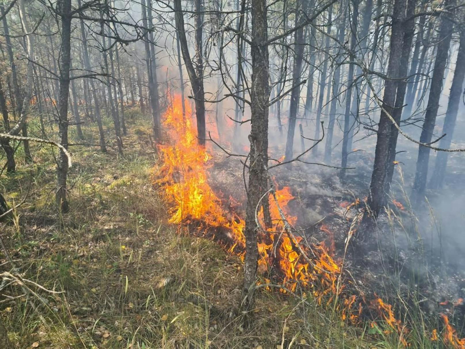 Ein Wald im Bezirk Neunkirchen ging in Flammen auf.