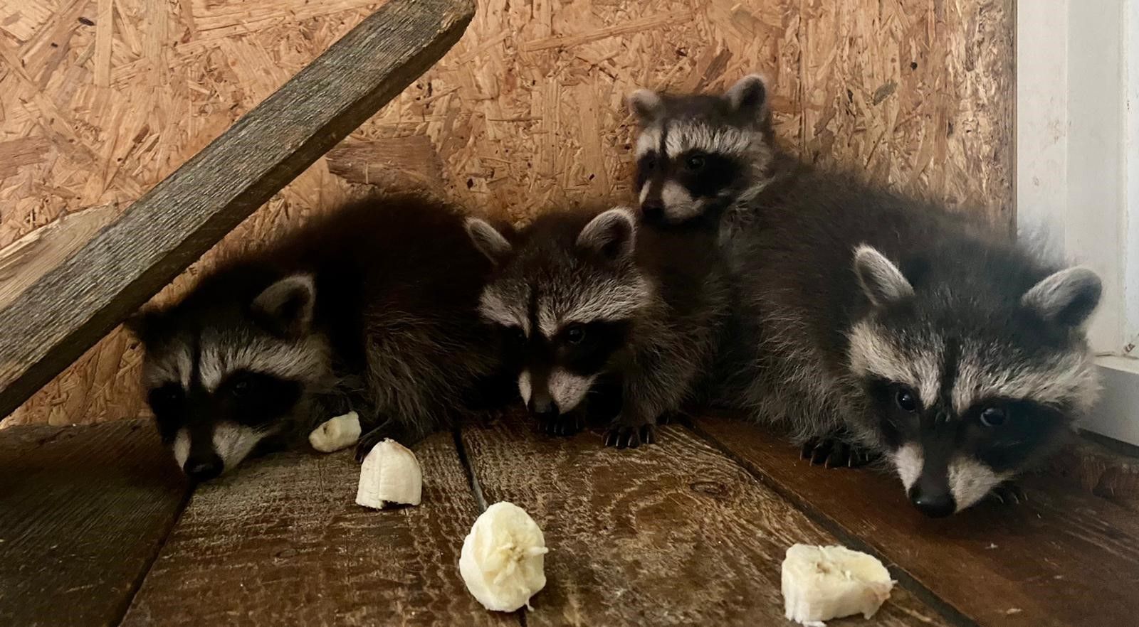 Die niedlichen Waschbären sind ein Publikumsmagnet.