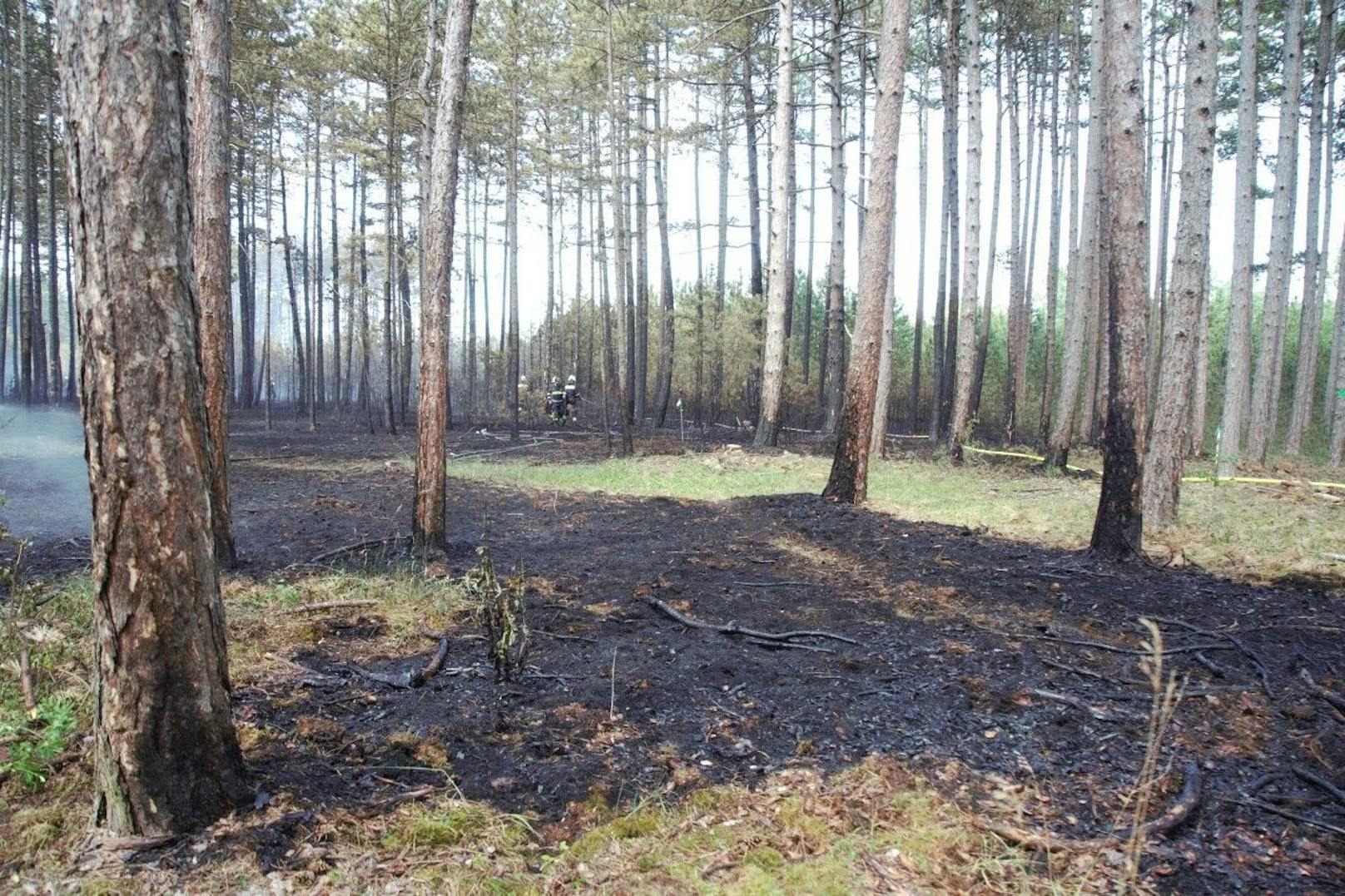Ein Föhrenwald in St. Egyden brannte.
