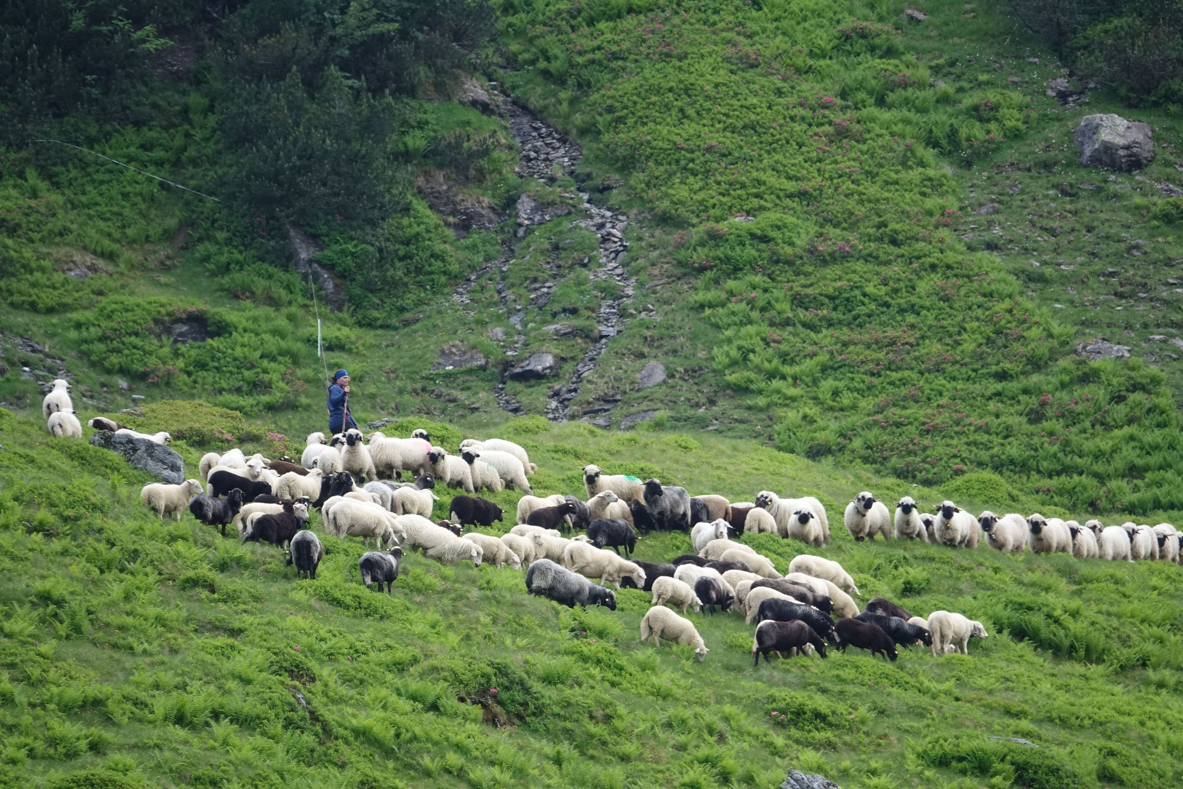 Westendorf—Bergung von toten Schafen und vorzeitiger Almabtrieb-Fotocredit: ZOOM.TIROL 