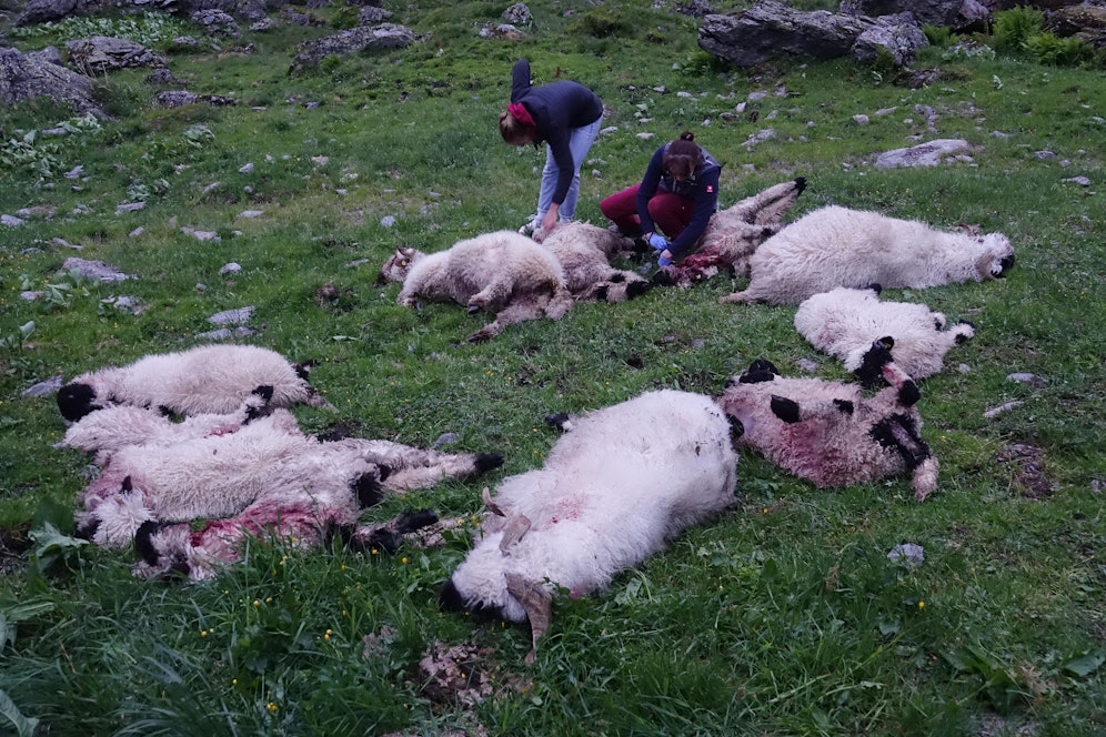 Westendorf—Bergung von toten Schafen und vorzeitiger Almabtrieb-Fotocredit: ZOOM.TIROL 