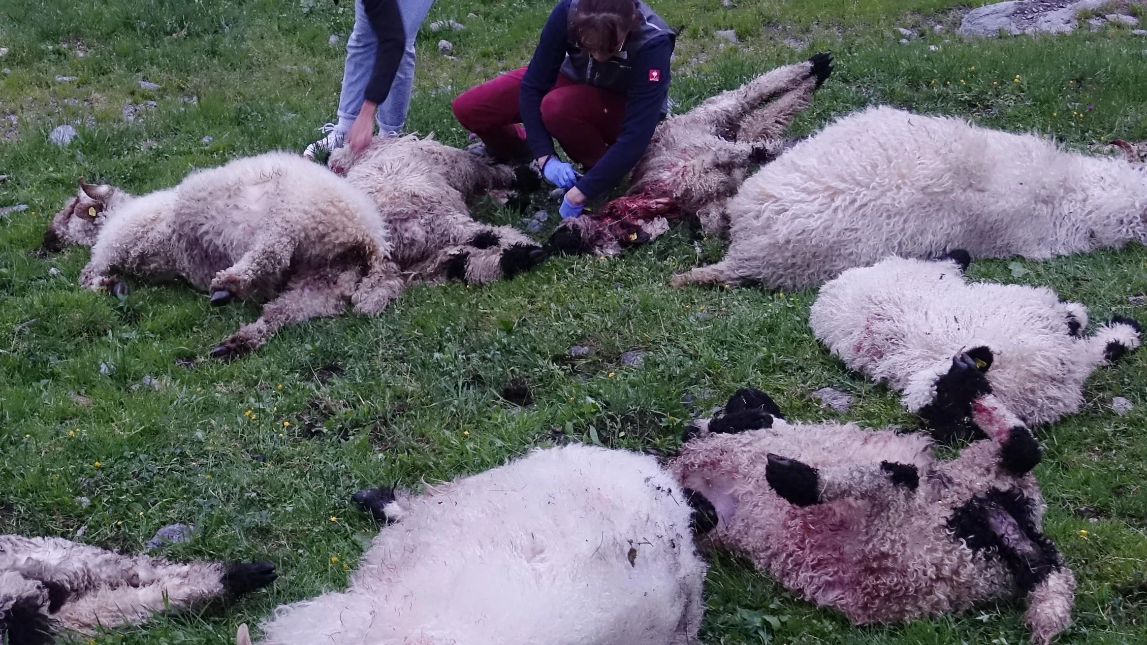 Heute.at - Erneuter Wolfverdacht: Sechs Schafe wurden gerissen