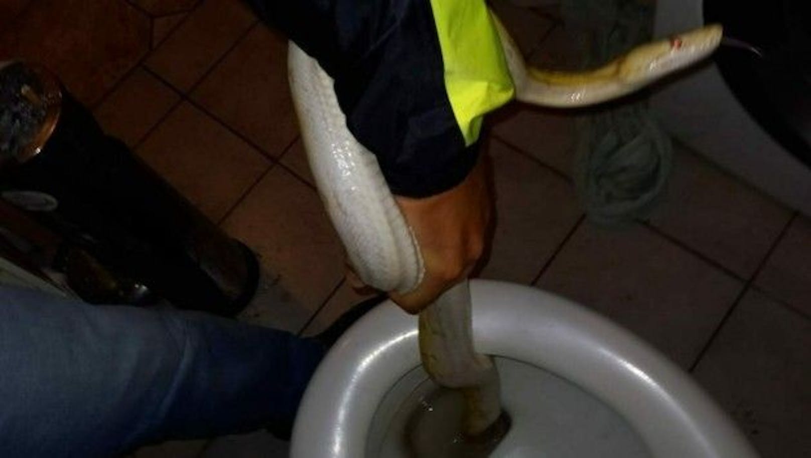 Reptilien-Experte griff beherzt ins WC…