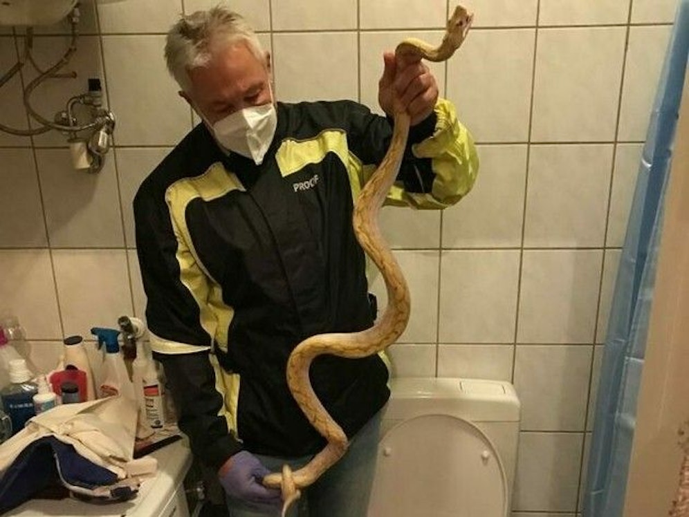 Der Grazer Reptilien-Experte Werner Stangl sicherte den Albino-Python.