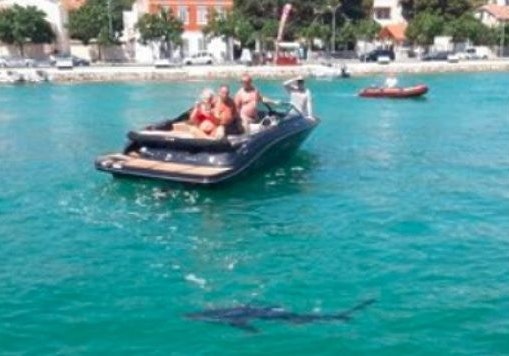 Hai Kroatien Ufer Sibenik