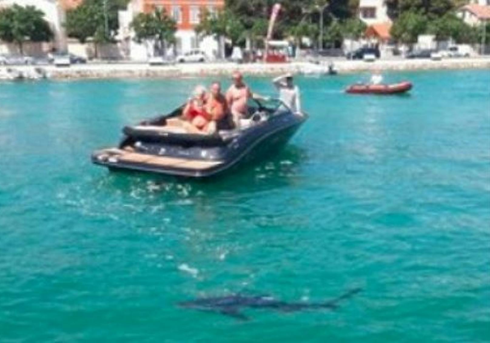 Ein Blauhai wurde am Wochenende in der Nähe von Šibenik gesichtet.